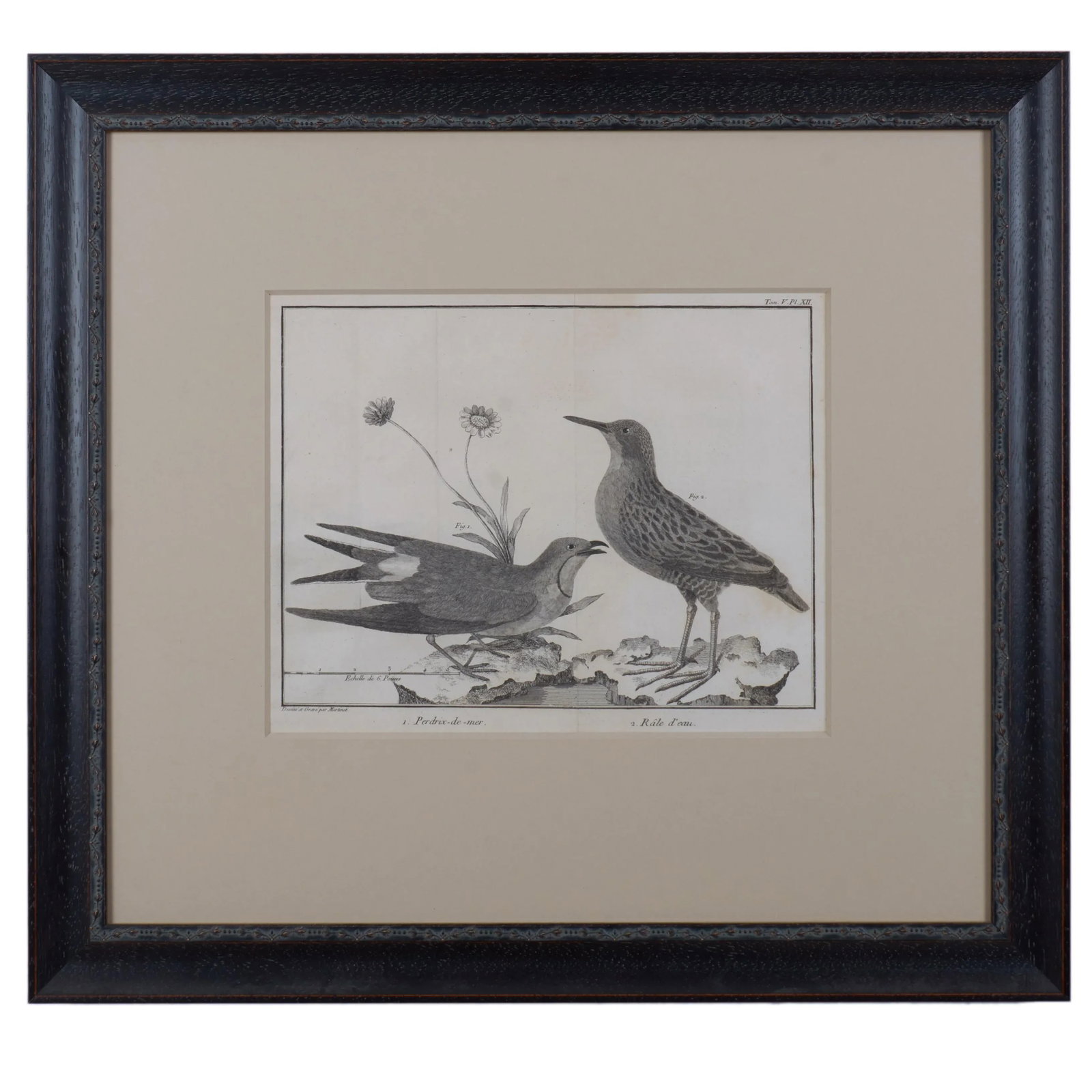 French Martinet Bird Folio Engravings - a Pair - 3