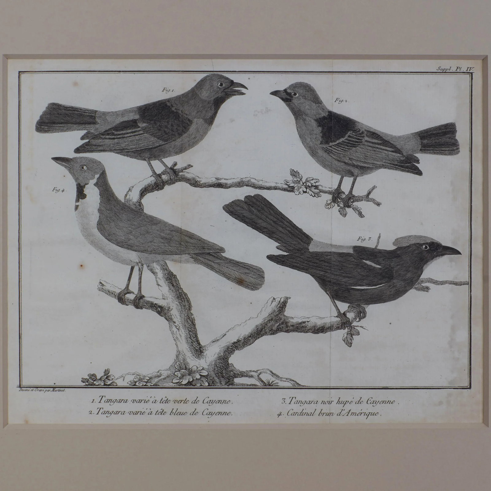 French Martinet Bird Folio Engravings - a Pair - 4