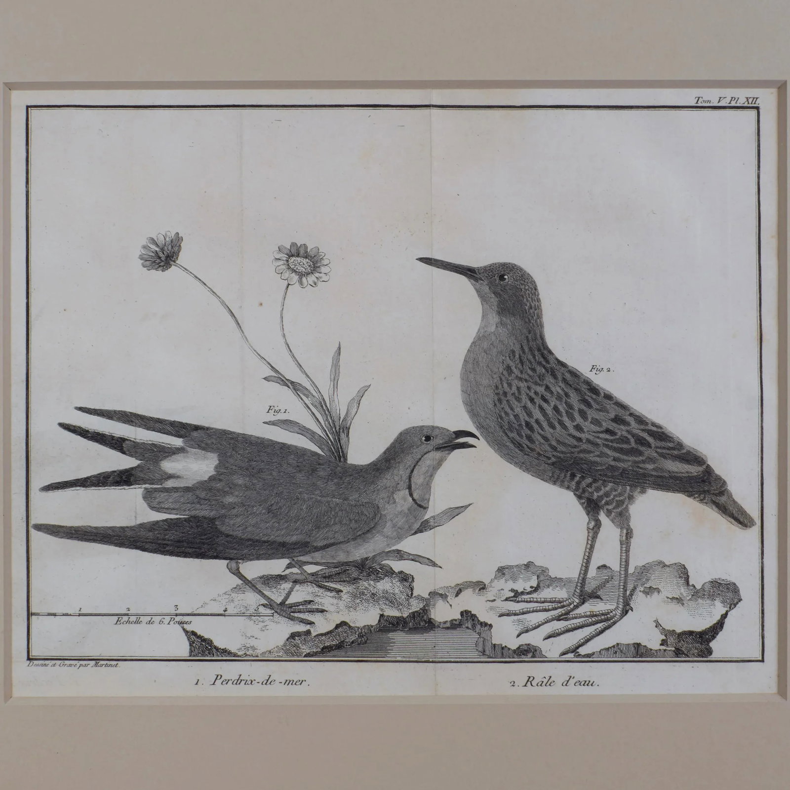 French Martinet Bird Folio Engravings - a Pair - 5