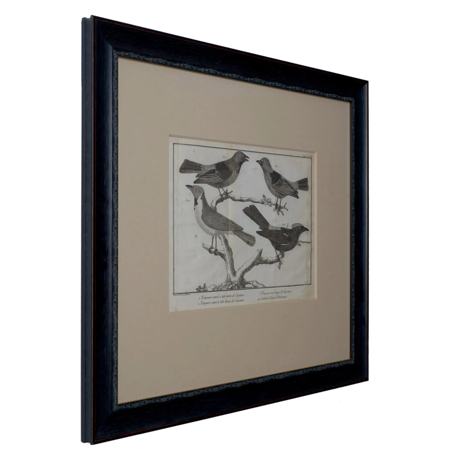 French Martinet Bird Folio Engravings - a Pair - 6