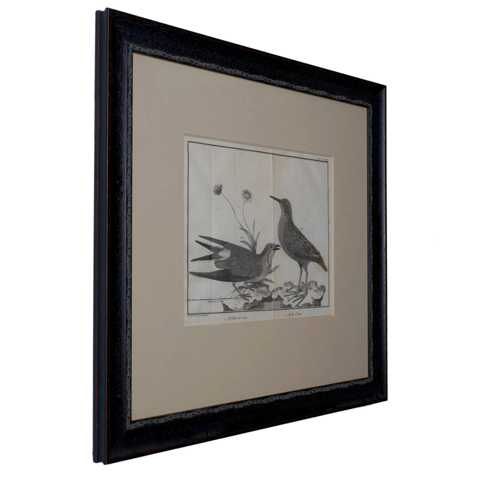 French Martinet Bird Folio Engravings - a Pair - 7