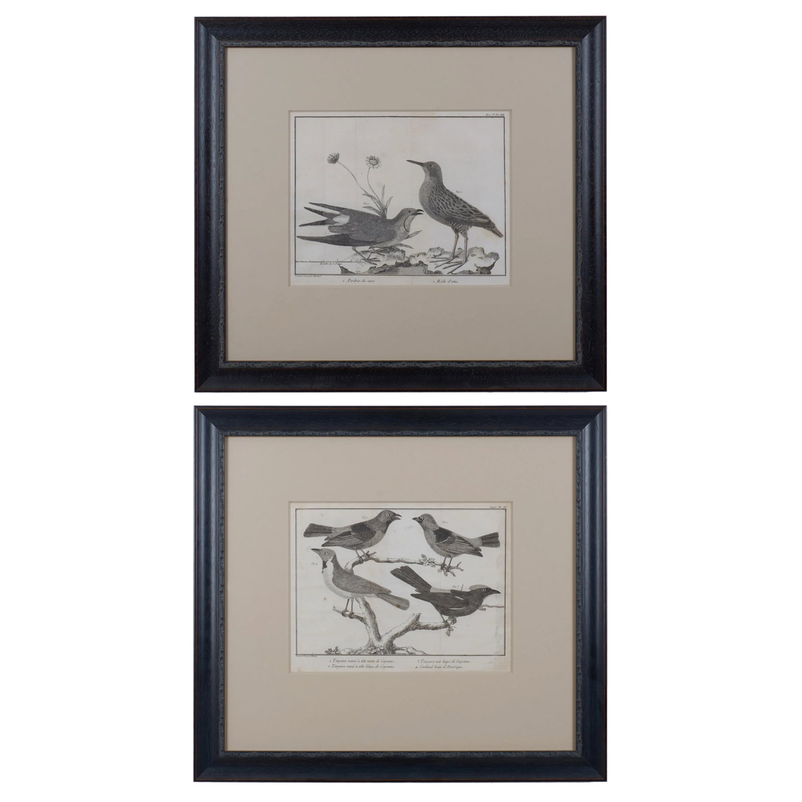 French Martinet Bird Folio Engravings - a Pair - 9