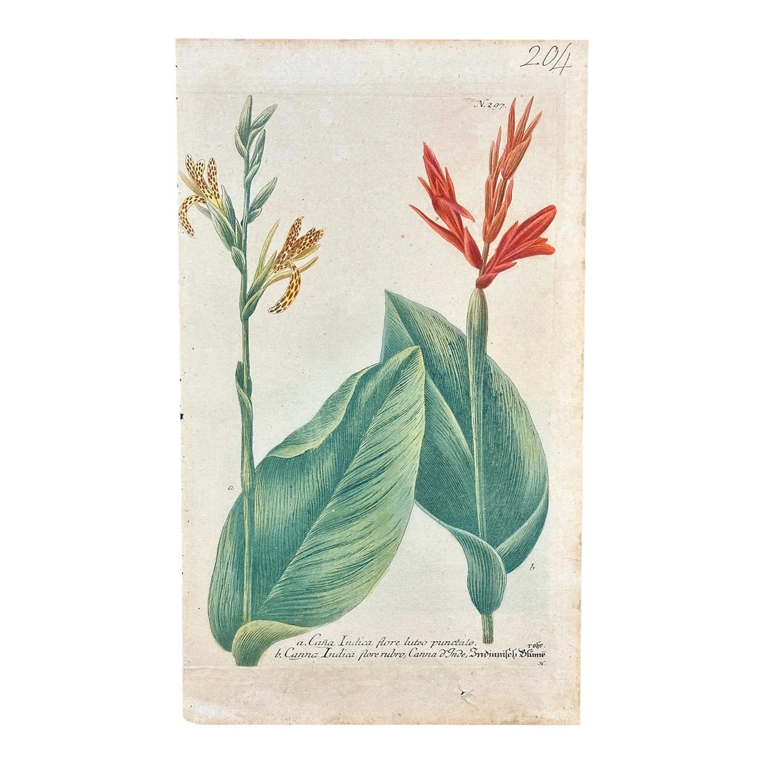 Celandine Poppy by Weinmann, 1787 (1 of 4)