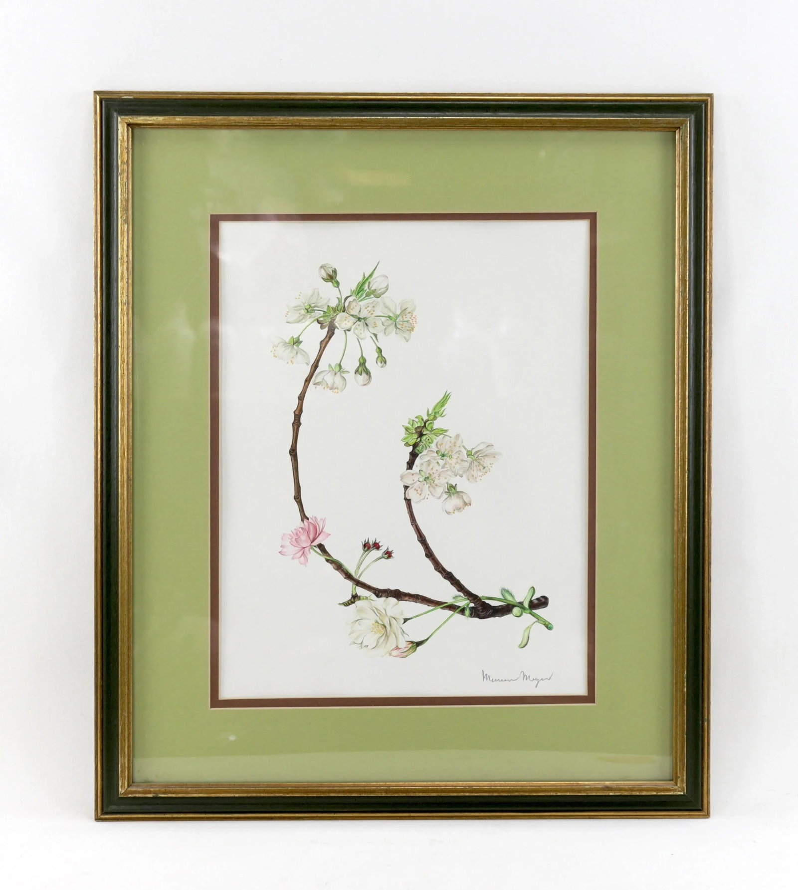 Vintage Hand-Painted Plant Specimen Watercolor Cherry Blossom Specimen (With Frame). Signed in the L - 10