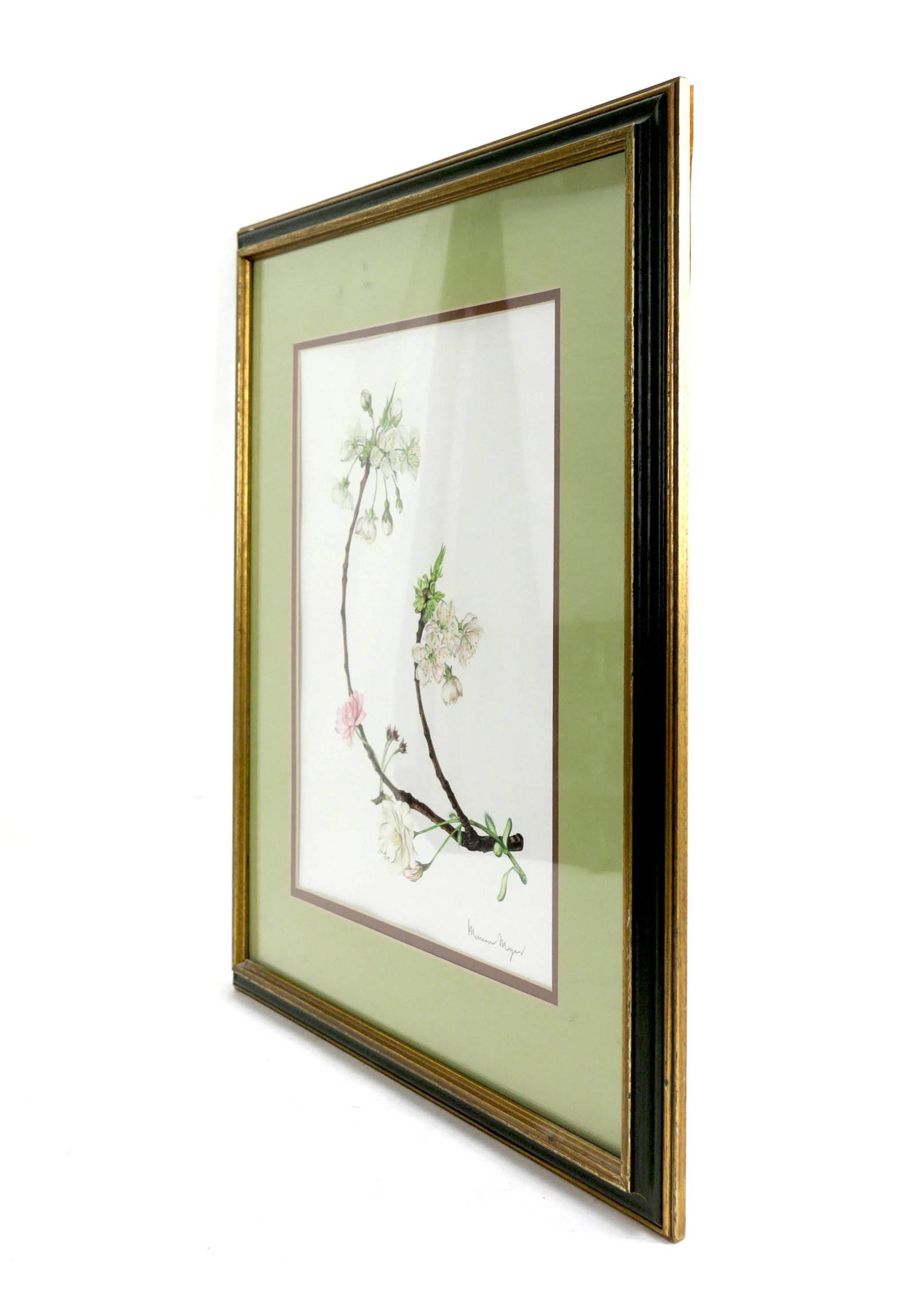 Vintage Hand-Painted Plant Specimen Watercolor Cherry Blossom Specimen (With Frame). Signed in the L - 2