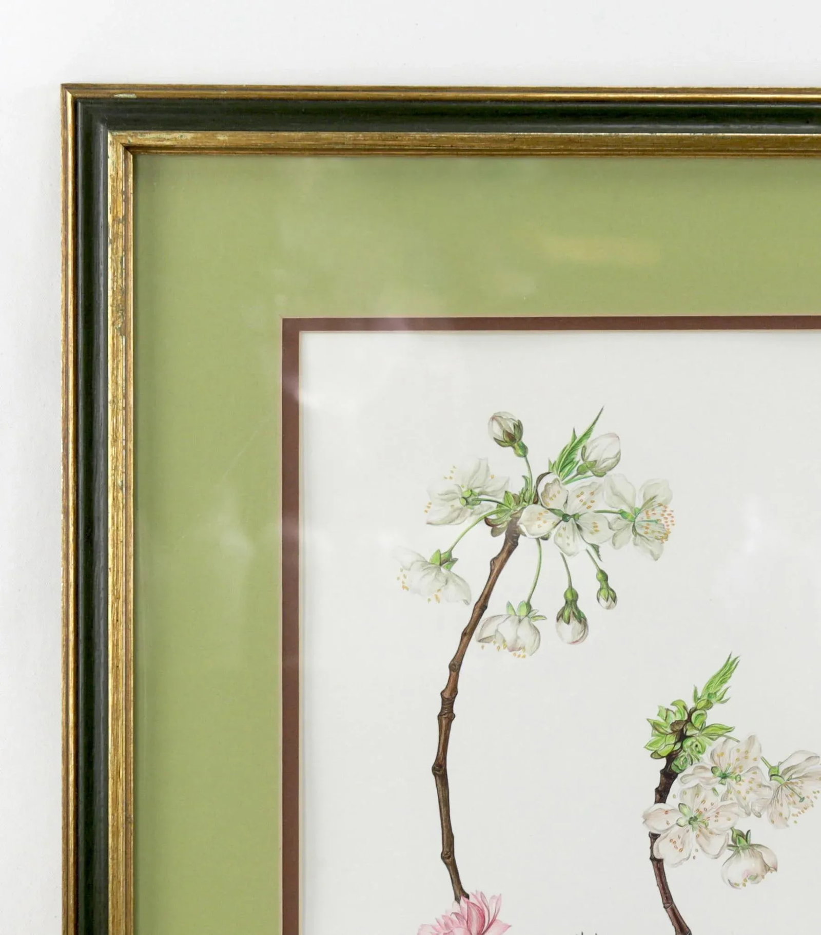 Vintage Hand-Painted Plant Specimen Watercolor Cherry Blossom Specimen (With Frame). Signed in the L - 4