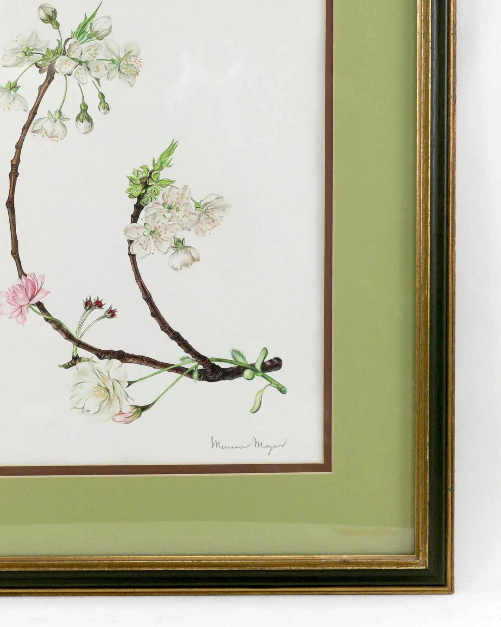 Vintage Hand-Painted Plant Specimen Watercolor Cherry Blossom Specimen (With Frame). Signed in the L - 5