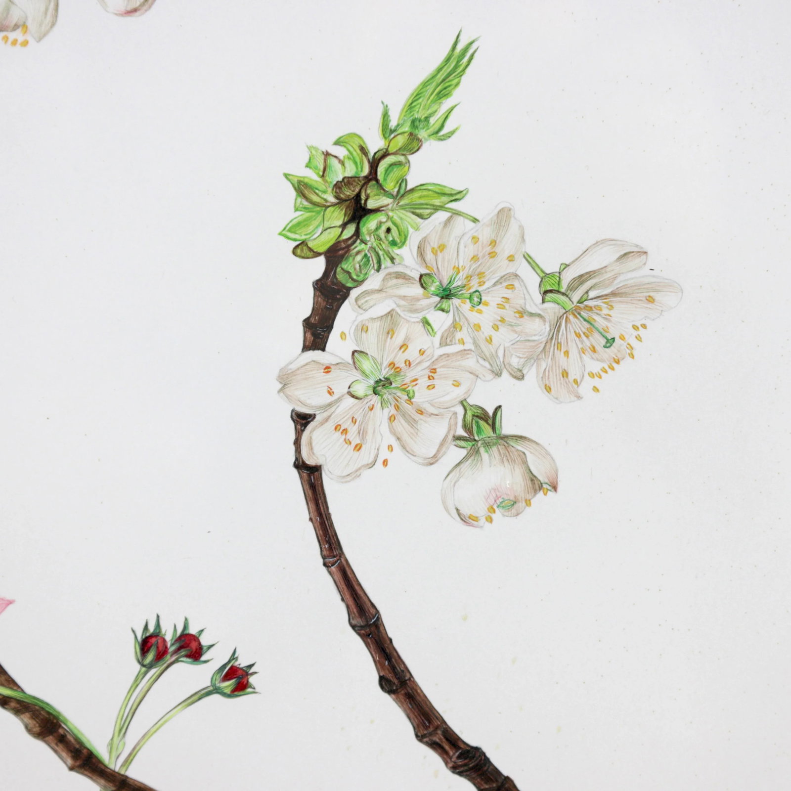 Vintage Hand-Painted Plant Specimen Watercolor Cherry Blossom Specimen (With Frame). Signed in the L - 6