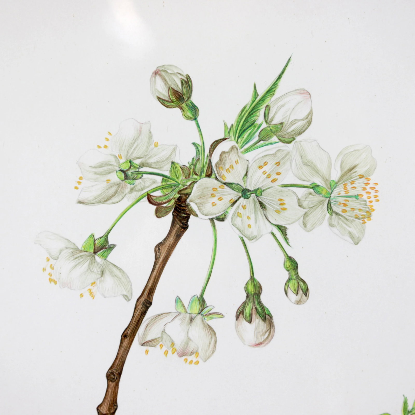 Vintage Hand-Painted Plant Specimen Watercolor Cherry Blossom Specimen (With Frame). Signed in the L - 7