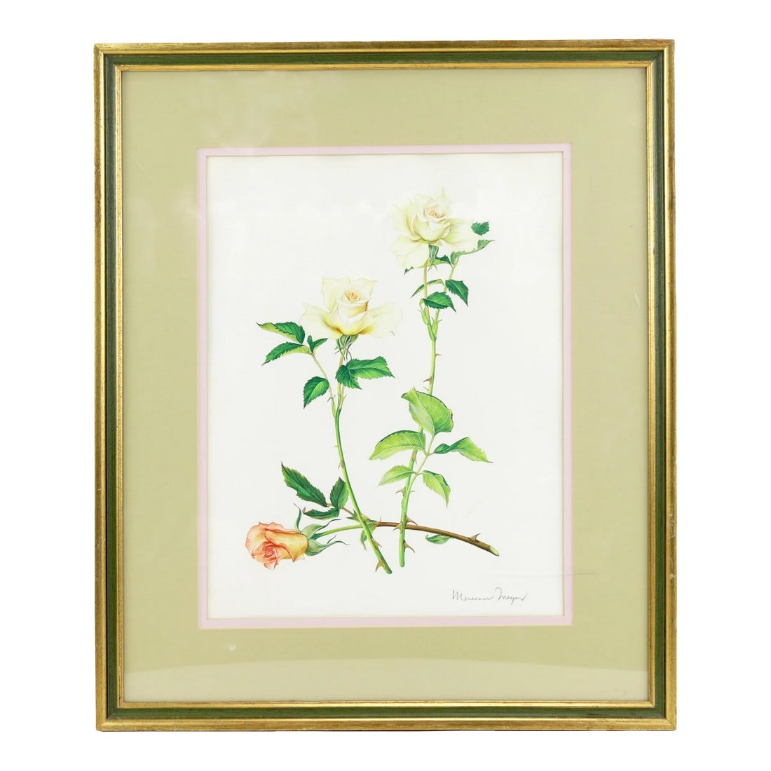 Vintage Hand-Painted Plant Specimen Watercolor "Gold Medal" Yellow Rose (With Frame). Signed in the: Vintage hand-painted plant specimen watercolor "Gold Medal" yellow rose (with frame). Signed in the lower right corner "Gold Medal" yellow rose, herbaceous plant, yellow flowers with red blush, easy