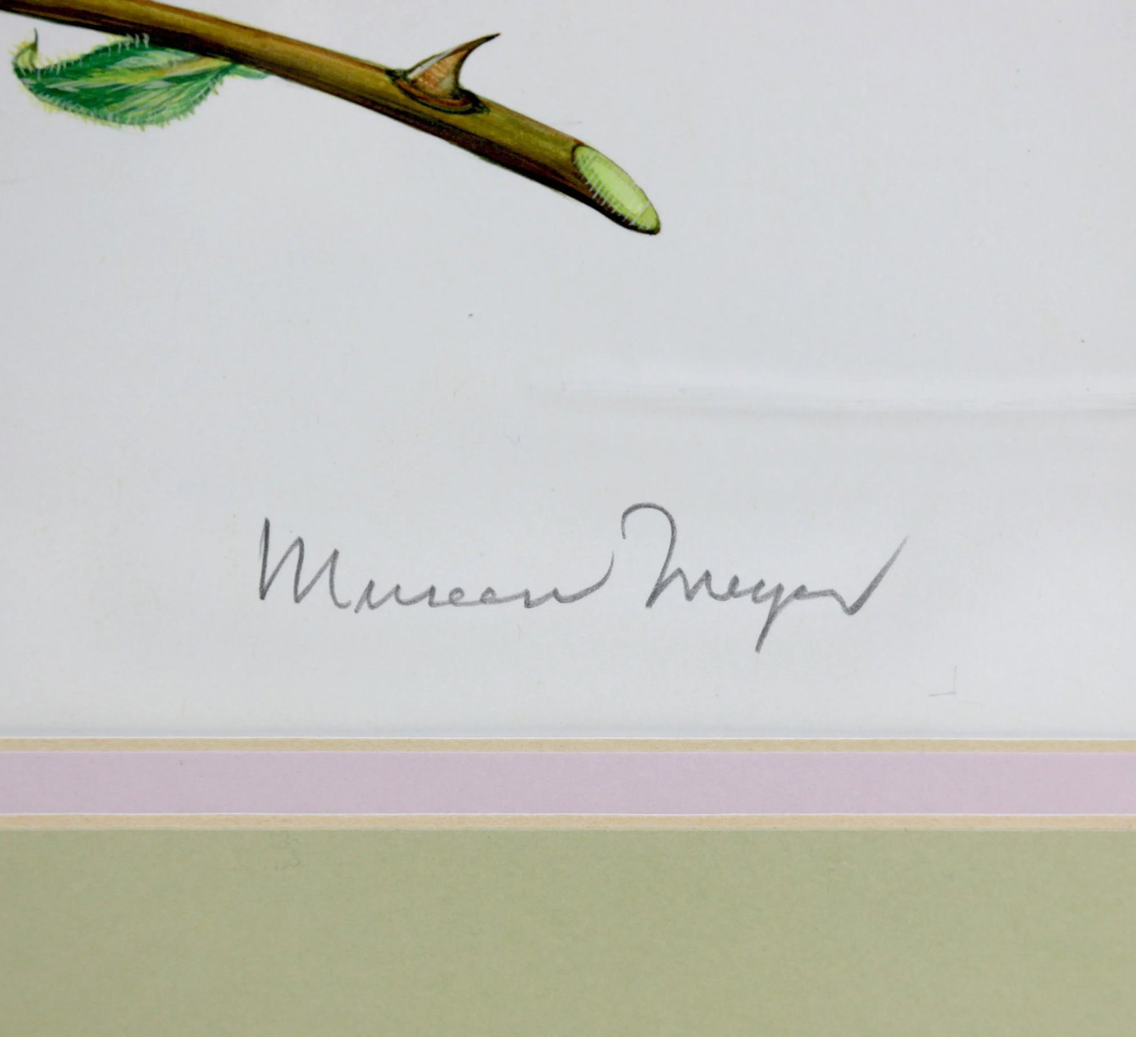 Vintage Hand-Painted Plant Specimen Watercolor "Gold Medal" Yellow Rose (With Frame). Signed in the - 2