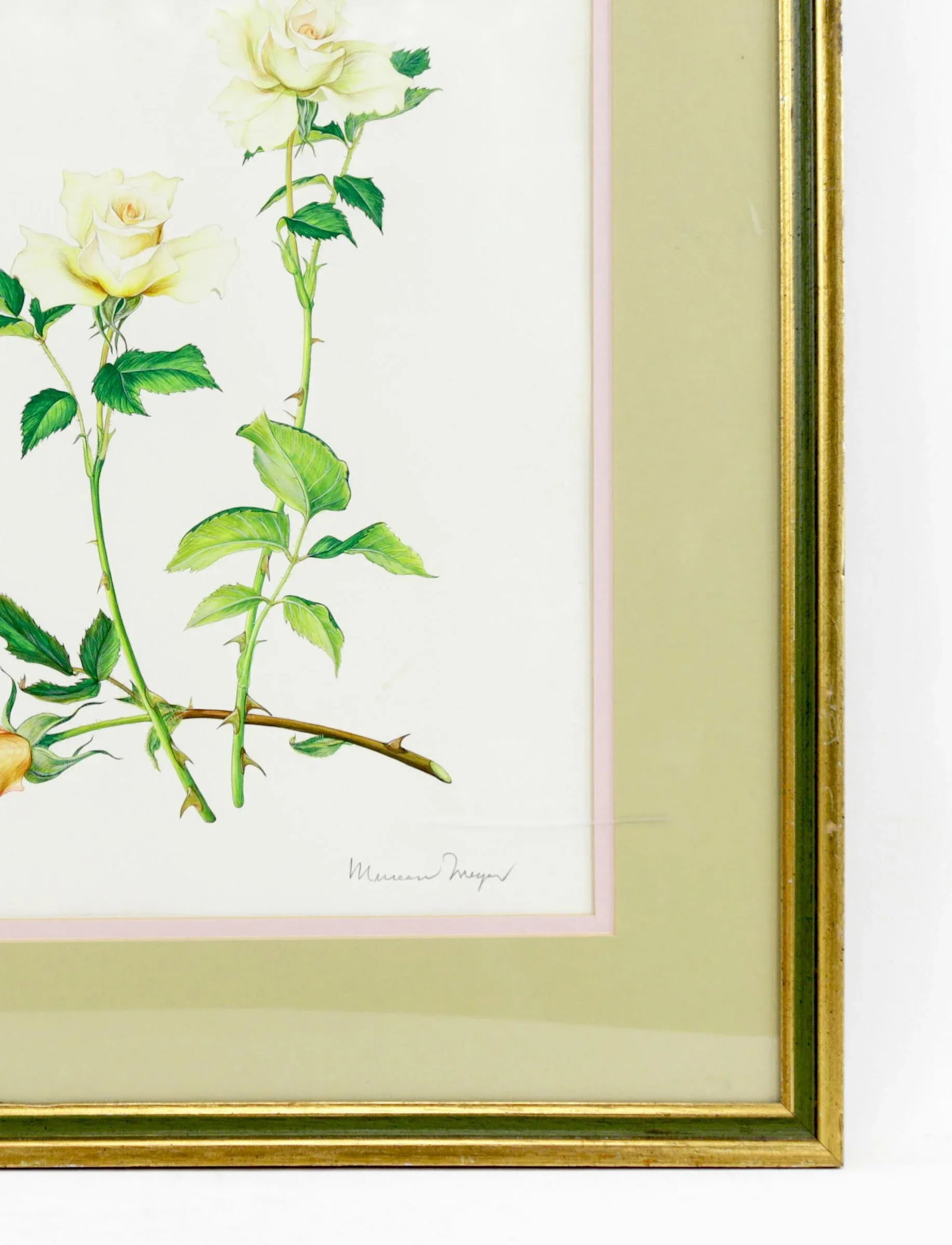 Vintage Hand-Painted Plant Specimen Watercolor "Gold Medal" Yellow Rose (With Frame). Signed in the - 3