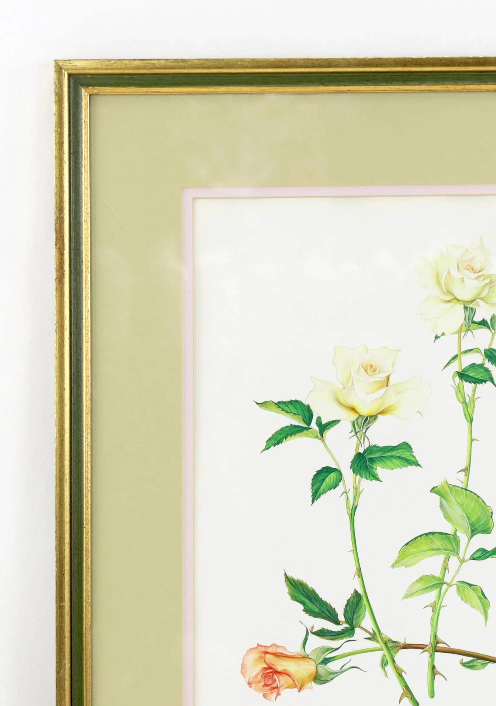 Vintage Hand-Painted Plant Specimen Watercolor "Gold Medal" Yellow Rose (With Frame). Signed in the - 4