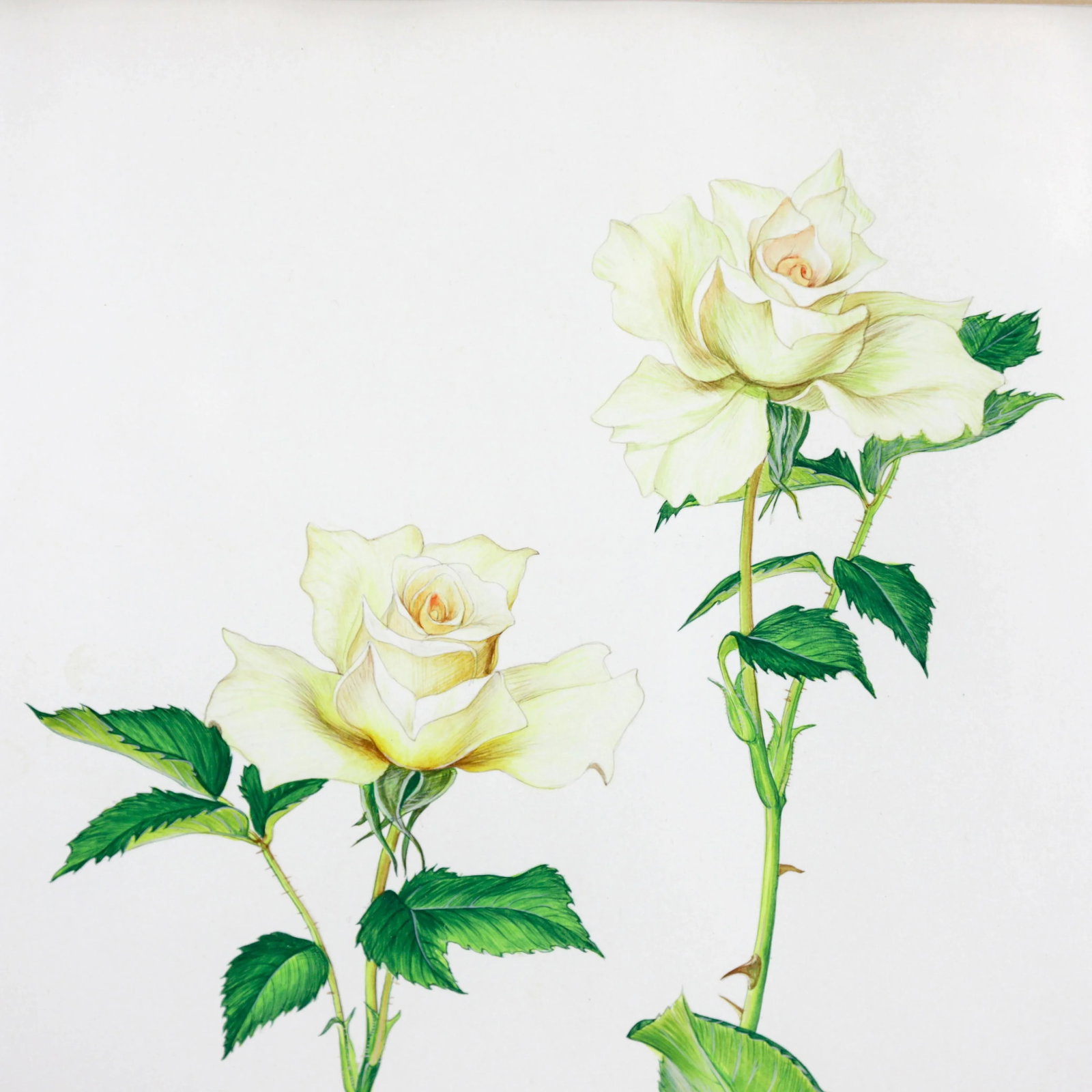 Vintage Hand-Painted Plant Specimen Watercolor "Gold Medal" Yellow Rose (With Frame). Signed in the - 5