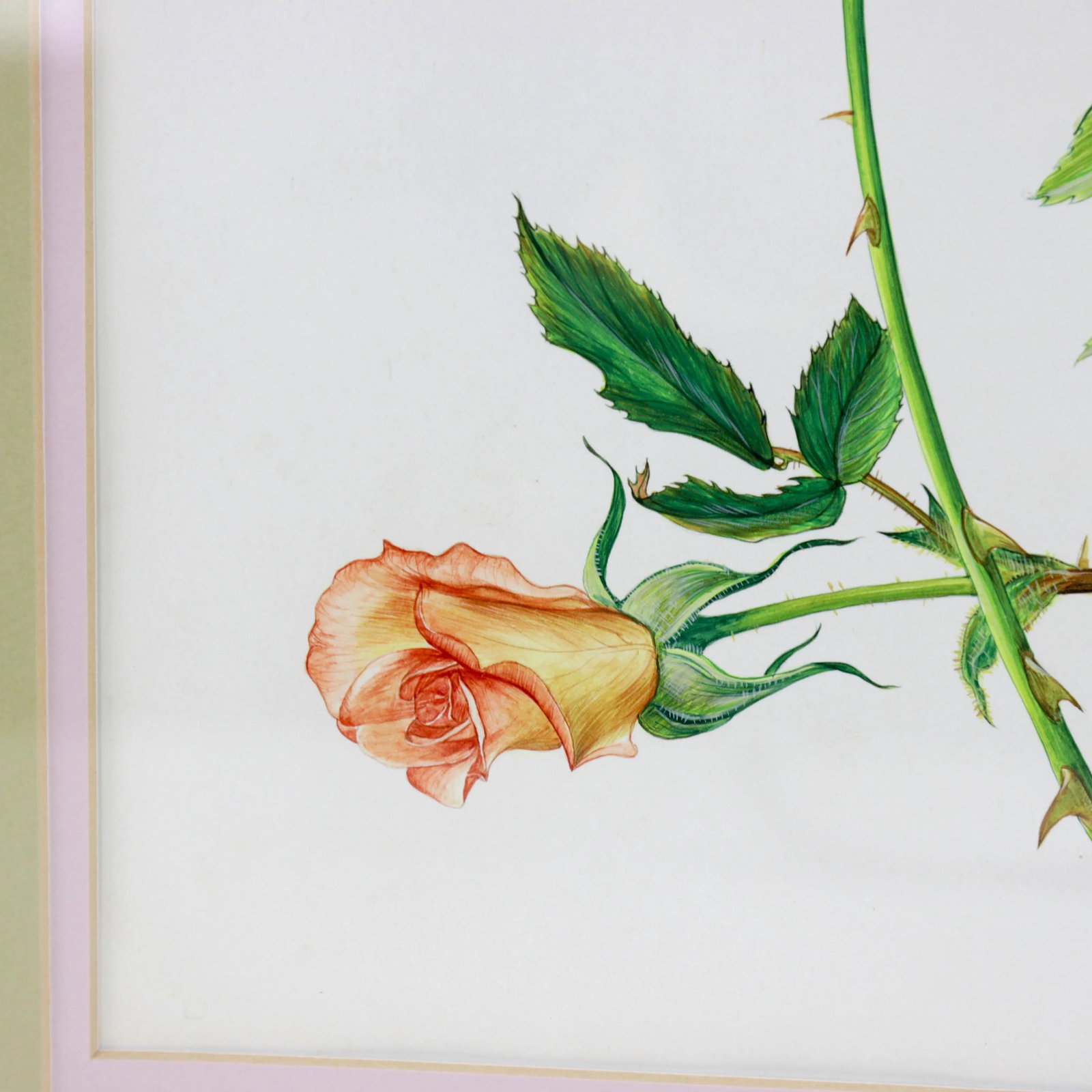 Vintage Hand-Painted Plant Specimen Watercolor "Gold Medal" Yellow Rose (With Frame). Signed in the - 6