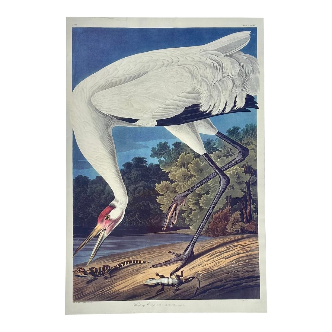 After Audubon Hooping Crane Lithograph: Modern offset lithograph reproduction was created directly fromÂ actual originalsÂ in the collection of the New York Historical Society. Dimensions: 17.5 x 26" Condition: Alterations: