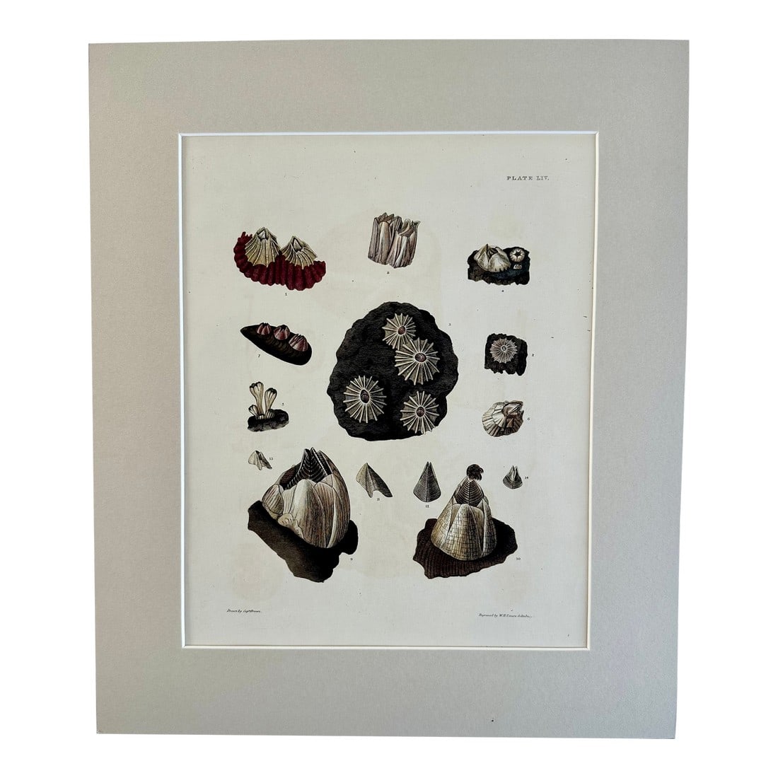 Limpet Shells, 19th Century Print (Unframed) (1 of 5)