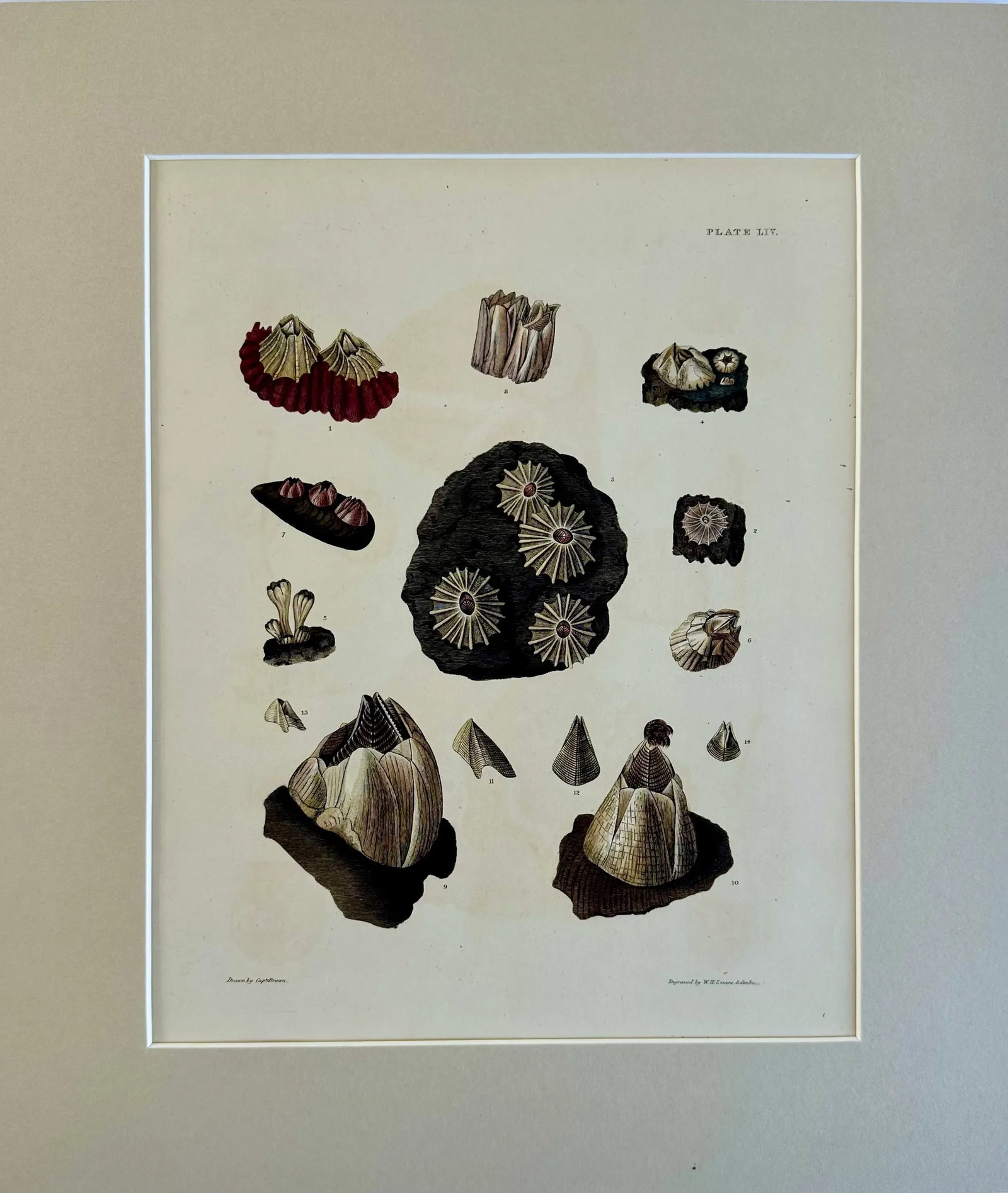 Limpet Shells, 19th Century Print (Unframed) - 2