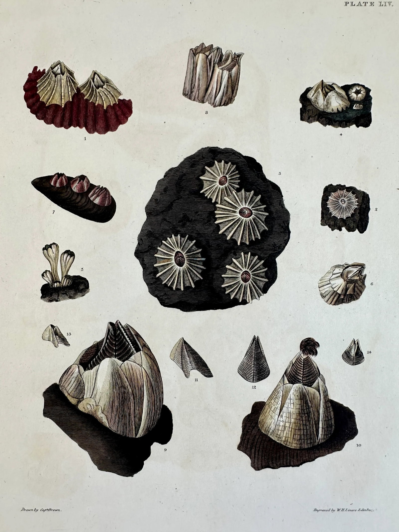 Limpet Shells, 19th Century Print (Unframed) - 3