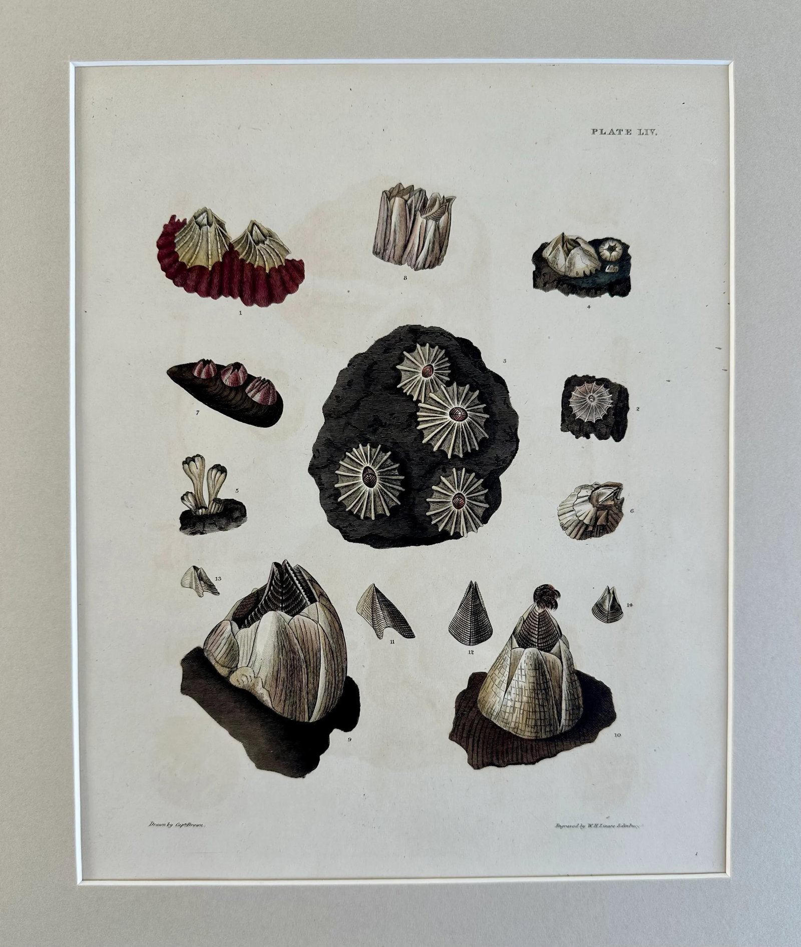 Limpet Shells, 19th Century Print (Unframed) - 4