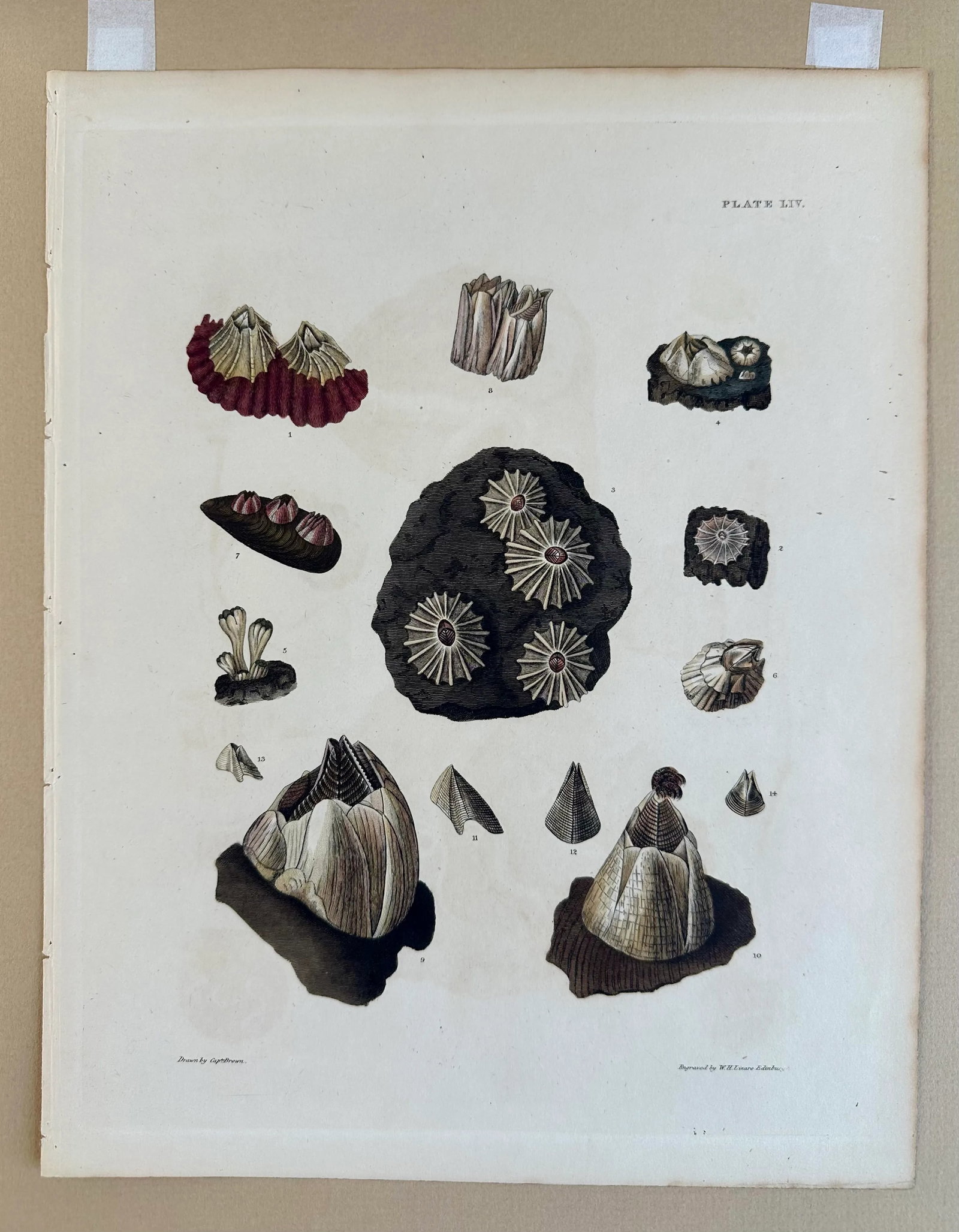 Limpet Shells, 19th Century Print (Unframed) - 5