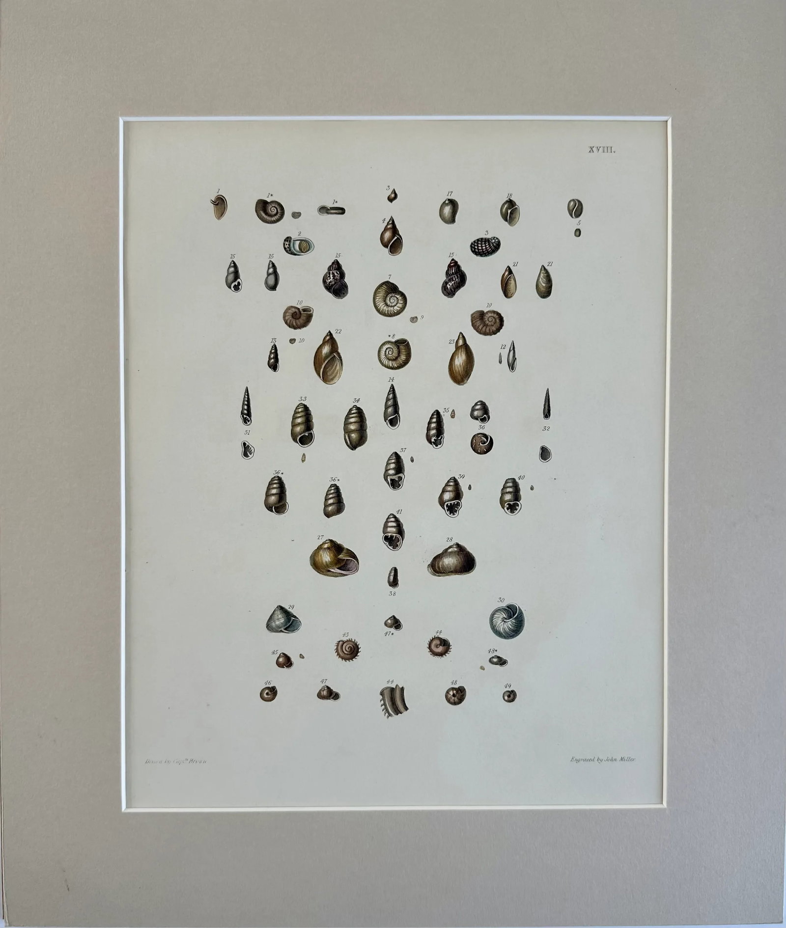 Winkle & Turban Shells, 19th Century Print (Unframed) - 2