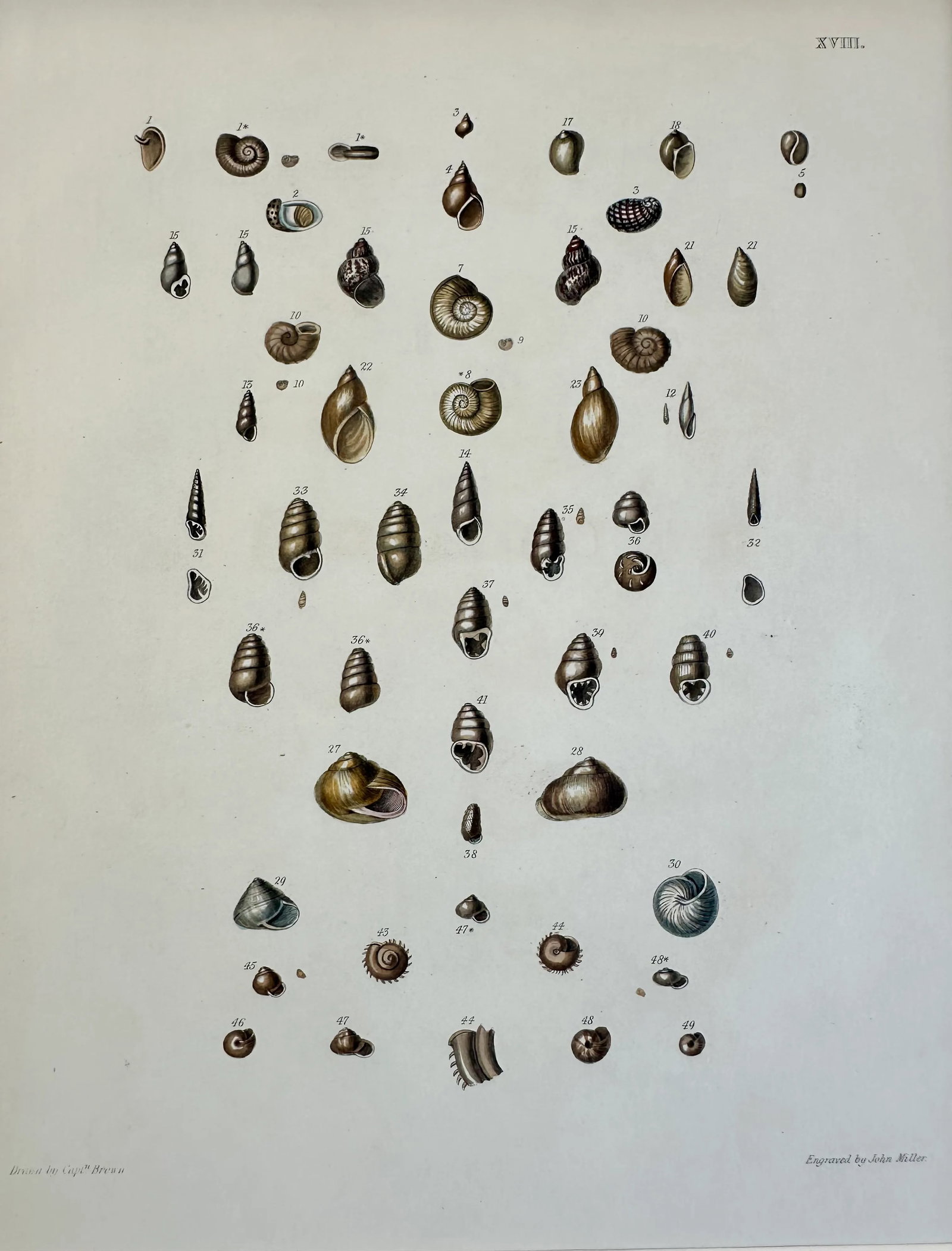 Winkle & Turban Shells, 19th Century Print (Unframed) - 3