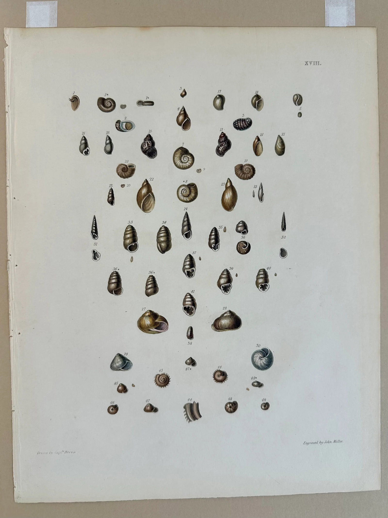 Winkle & Turban Shells, 19th Century Print (Unframed) - 4
