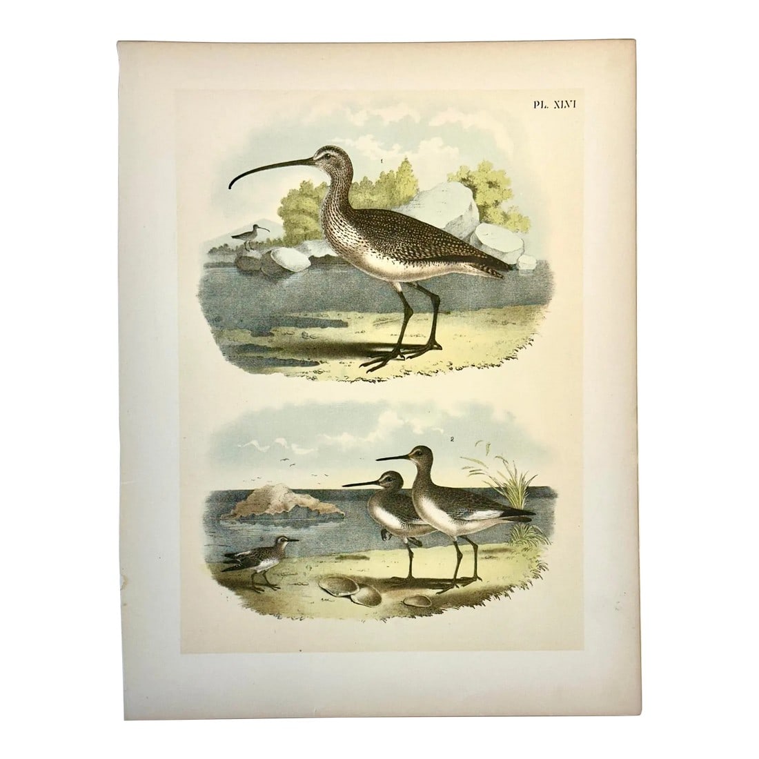Sandpipers & Curlew by Studer, 1878 (Unframed): Original chromolithograph from The Birds of America by Jacob H. Studer & Co., 1878. The drawings were by Theodore Jasper, a German American illustrator and physician. These unique birds are