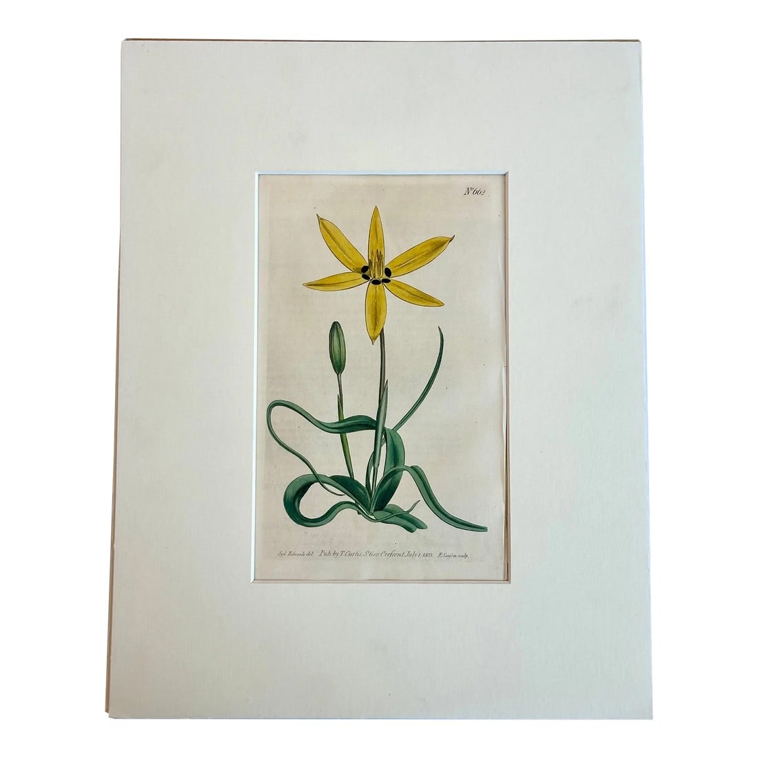 Antique Yellow Flowered Star Botanical Engraving by Curtis, 1803 (1 of 5)