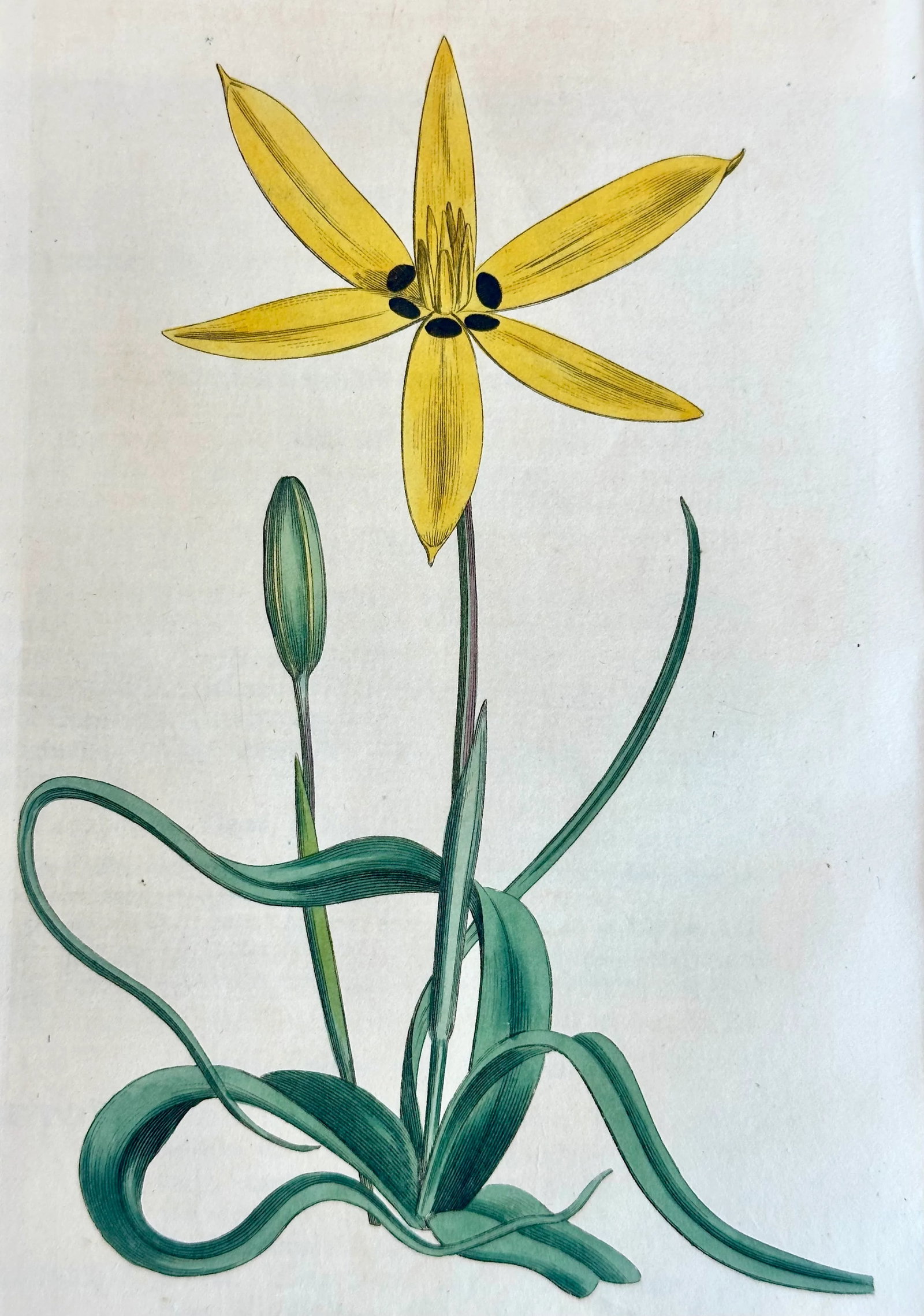 Antique Yellow Flowered Star Botanical Engraving by Curtis, 1803 - 2