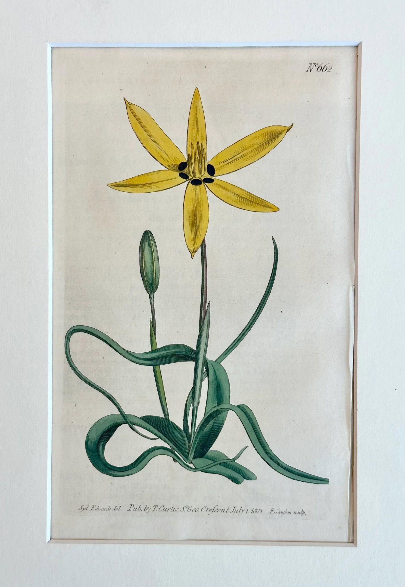 Antique Yellow Flowered Star Botanical Engraving by Curtis, 1803 - 3