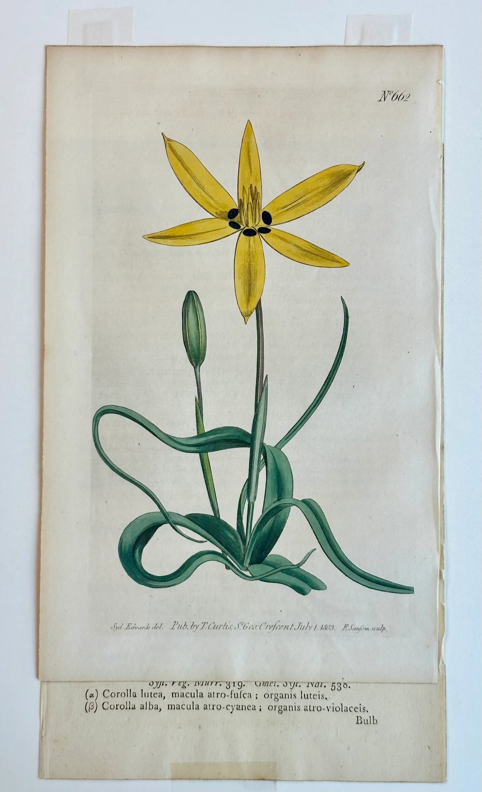 Antique Yellow Flowered Star Botanical Engraving by Curtis, 1803 - 4