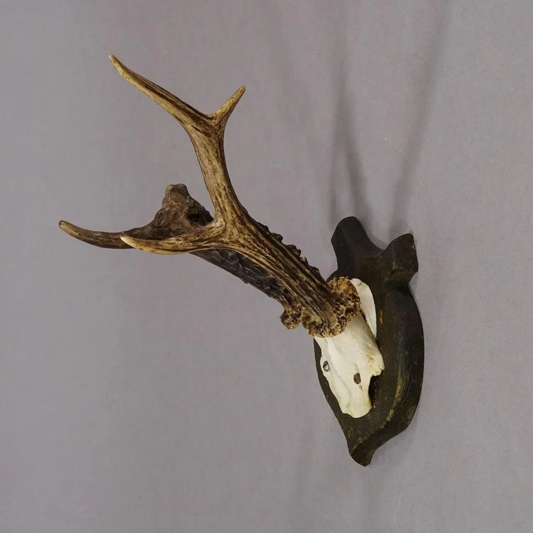 Abnorm Deer Trophy on Turned Plaque, Germany Ca. 1930s - 2