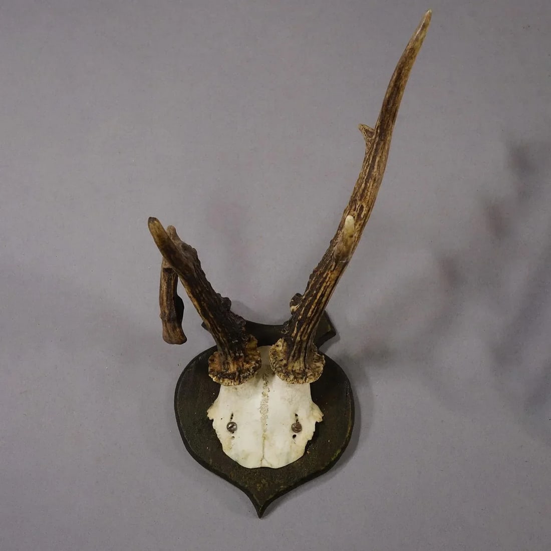 Abnorm Deer Trophy on Turned Plaque, Germany Ca. 1930s - 3