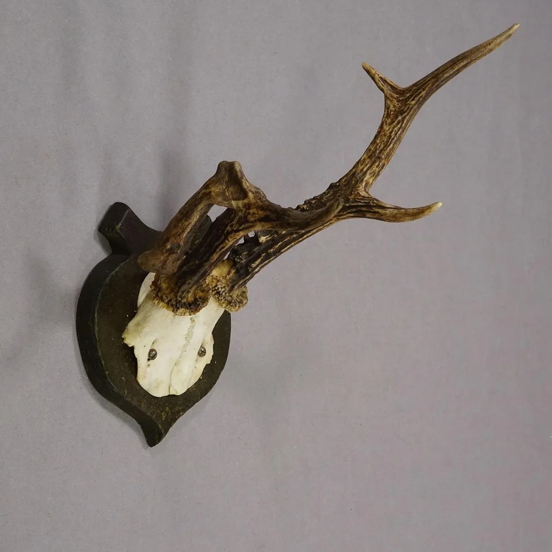 Abnorm Deer Trophy on Turned Plaque, Germany Ca. 1930s - 4