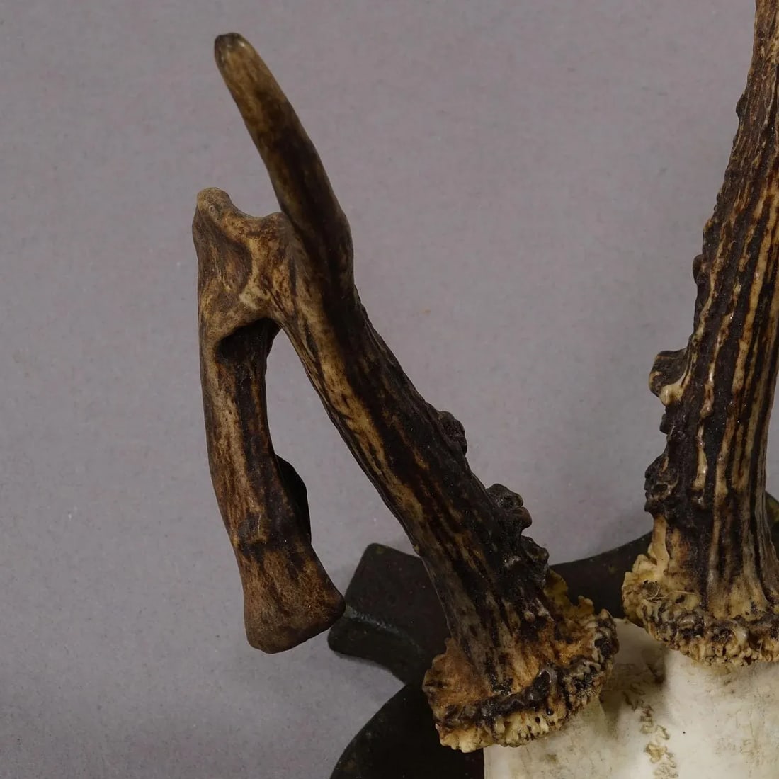 Abnorm Deer Trophy on Turned Plaque, Germany Ca. 1930s - 5