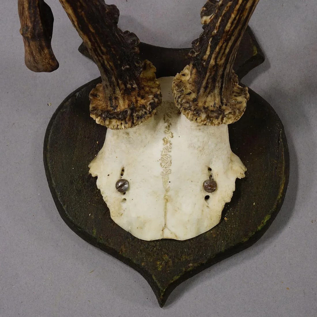 Abnorm Deer Trophy on Turned Plaque, Germany Ca. 1930s - 6