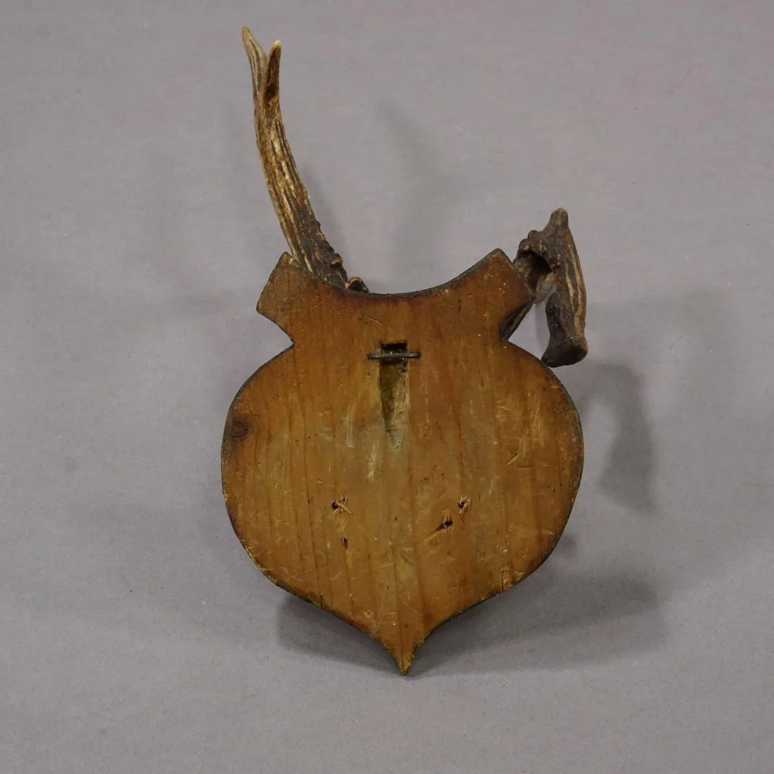 Abnorm Deer Trophy on Turned Plaque, Germany Ca. 1930s - 7