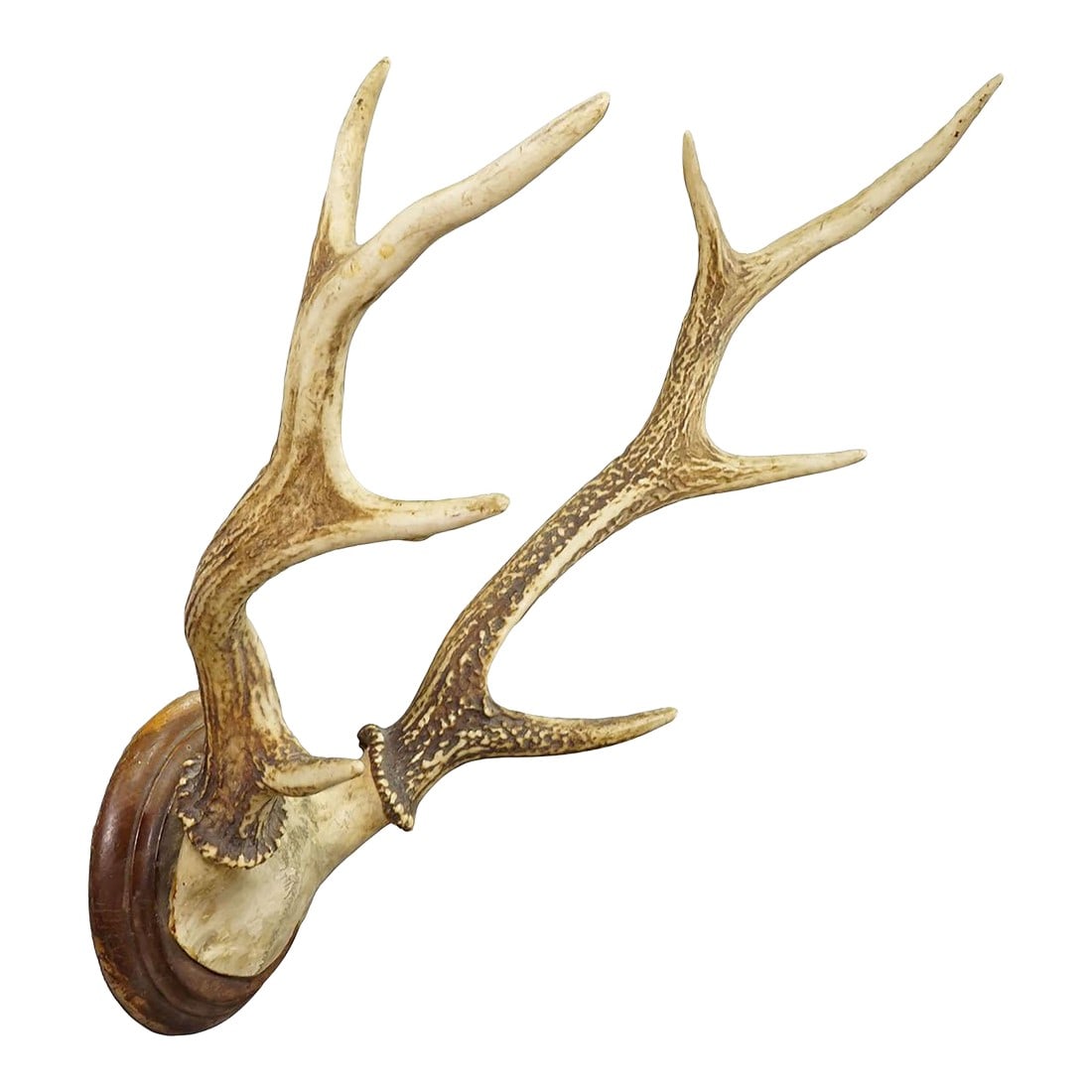 Big Black Forest Red Deer Trophy on Turned Plaque - Germany 1930: Big Black Forest Red Deer Trophy on Turned Plaque - Germany 1930 A big 8 pointer red deer (Cervus elaphus) trophy from Germany, shot arround 1930. The large antlers are mounted on a turned wooden