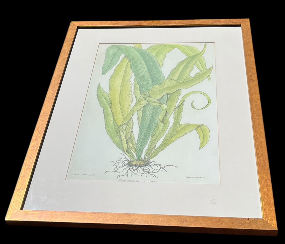 Late 20th Century Framed Botanical Fern Print by W. King Ambler - 2