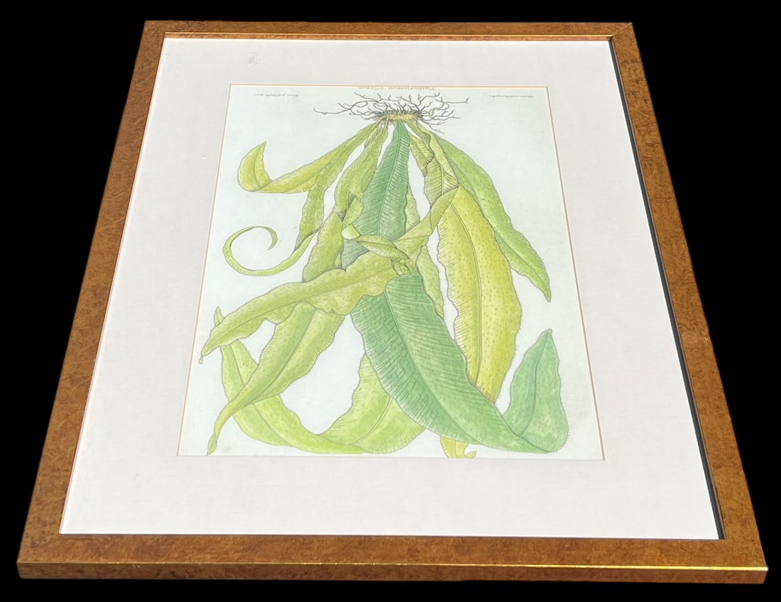 Late 20th Century Framed Botanical Fern Print by W. King Ambler - 3