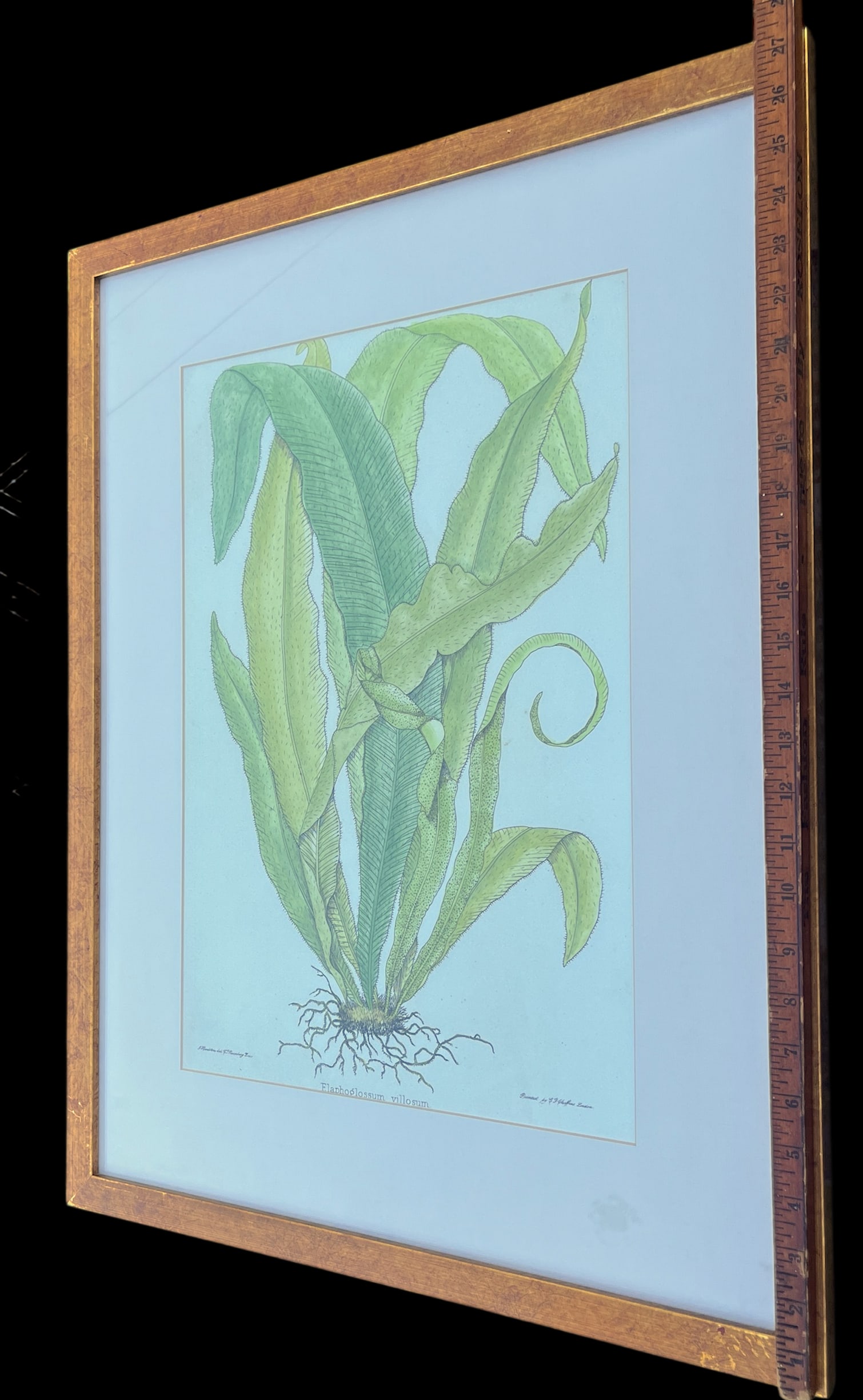 Late 20th Century Framed Botanical Fern Print by W. King Ambler - 4