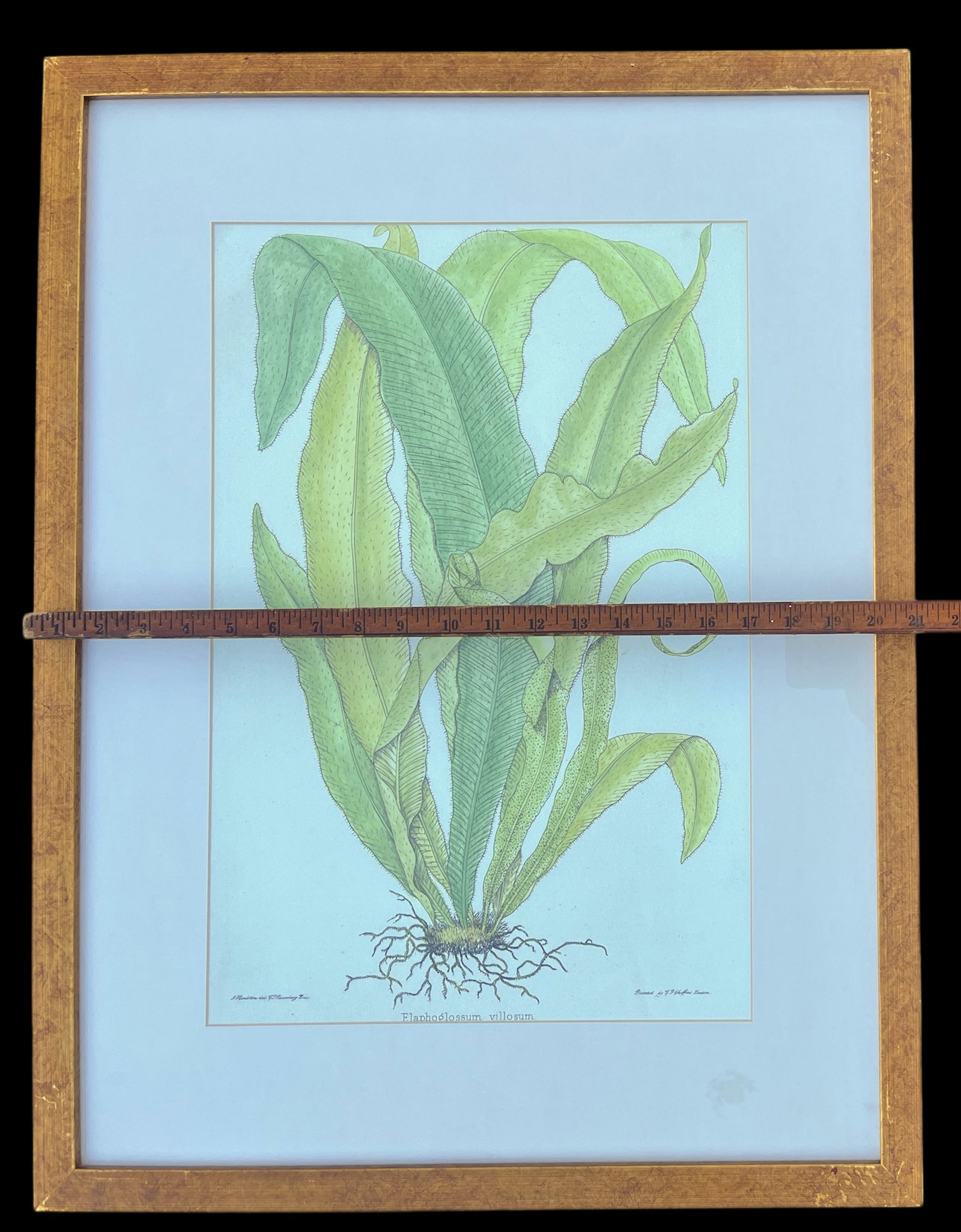 Late 20th Century Framed Botanical Fern Print by W. King Ambler - 5