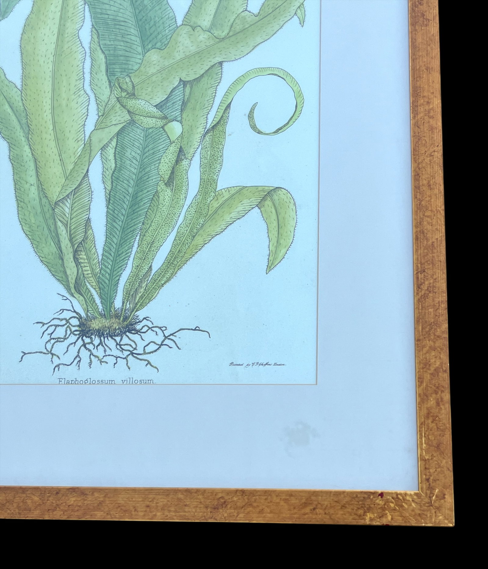 Late 20th Century Framed Botanical Fern Print by W. King Ambler - 8