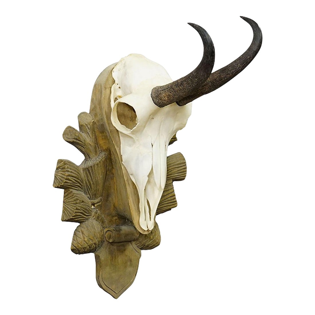 Vintage Black Forest Chamois Trophy on Wooden Plaque, Germany 1960s: Vintage Black Forest Chamois Trophy on Wooden Plaque, Germany 1960s A large trophy of the chamois (Rupicapra rupicapra), mounted on a carved wooden plaque. The chamois was hunted in the 1960s in