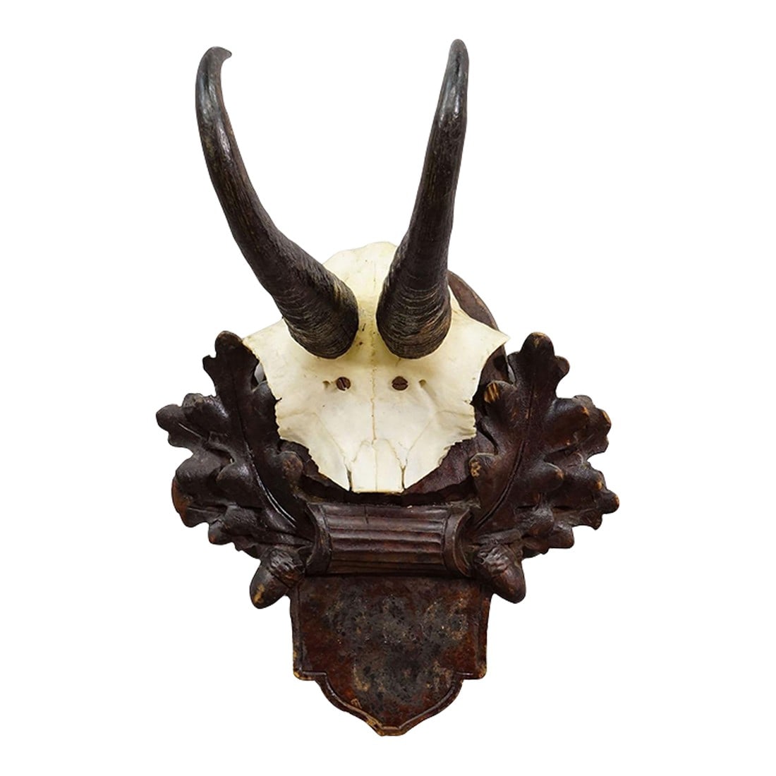 Antique Chamois Trophy on Carved Plaque, Germany Ca. 1900: Antique Chamois Trophy on Carved Plaque, Germany ca. 1900 Antique chamois (Rupicapra rupicapra) trophy mounted on a wooden carved plaque. The trophy was shot arround 1900 in Germany. Good condition.