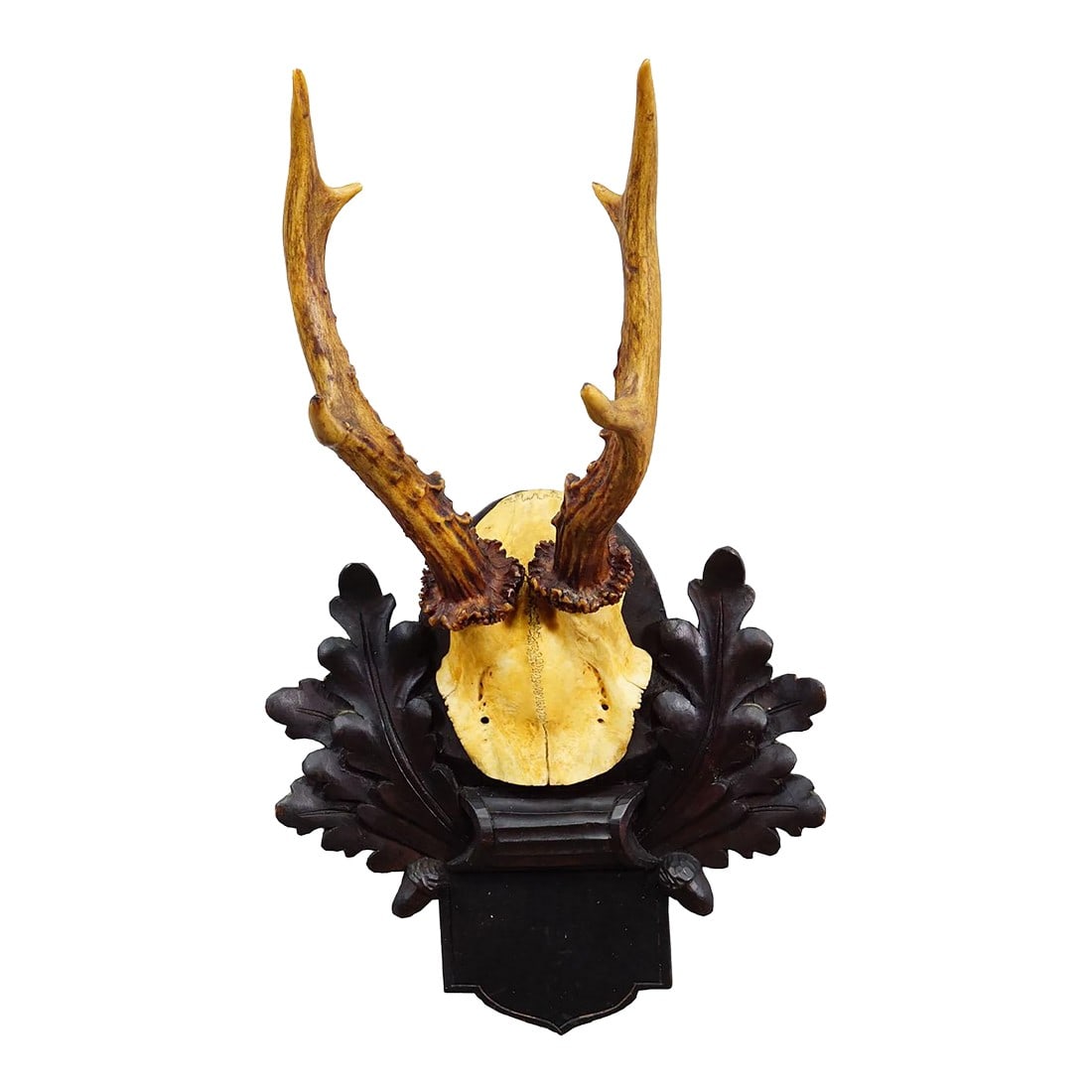Antique Black Forest Red Deer Trophy on Carved Plaque, Germany 1900: Antique Black Forest Red Deer Trophy on Carved Plaque, Germany 1900 A great antique 6 ponter red deer (Cervus elaphus) trophy mounted on a carved wooden plaque. The trophy was shot in Germany arround