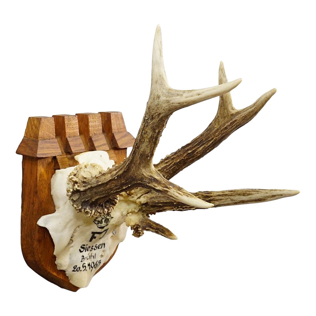 Vintage Red Deer Trophy by Franz Joseph, Prince of Thurn and Taxis, 1965: Vintage Red Deer Trophy by Franz Joseph, Prince of Thurn and Taxis, 1965 This hunting trophy features a roe deer (Capreolus capreolus) with abnormal antlers, mounted on a wooden plaque. The shape of