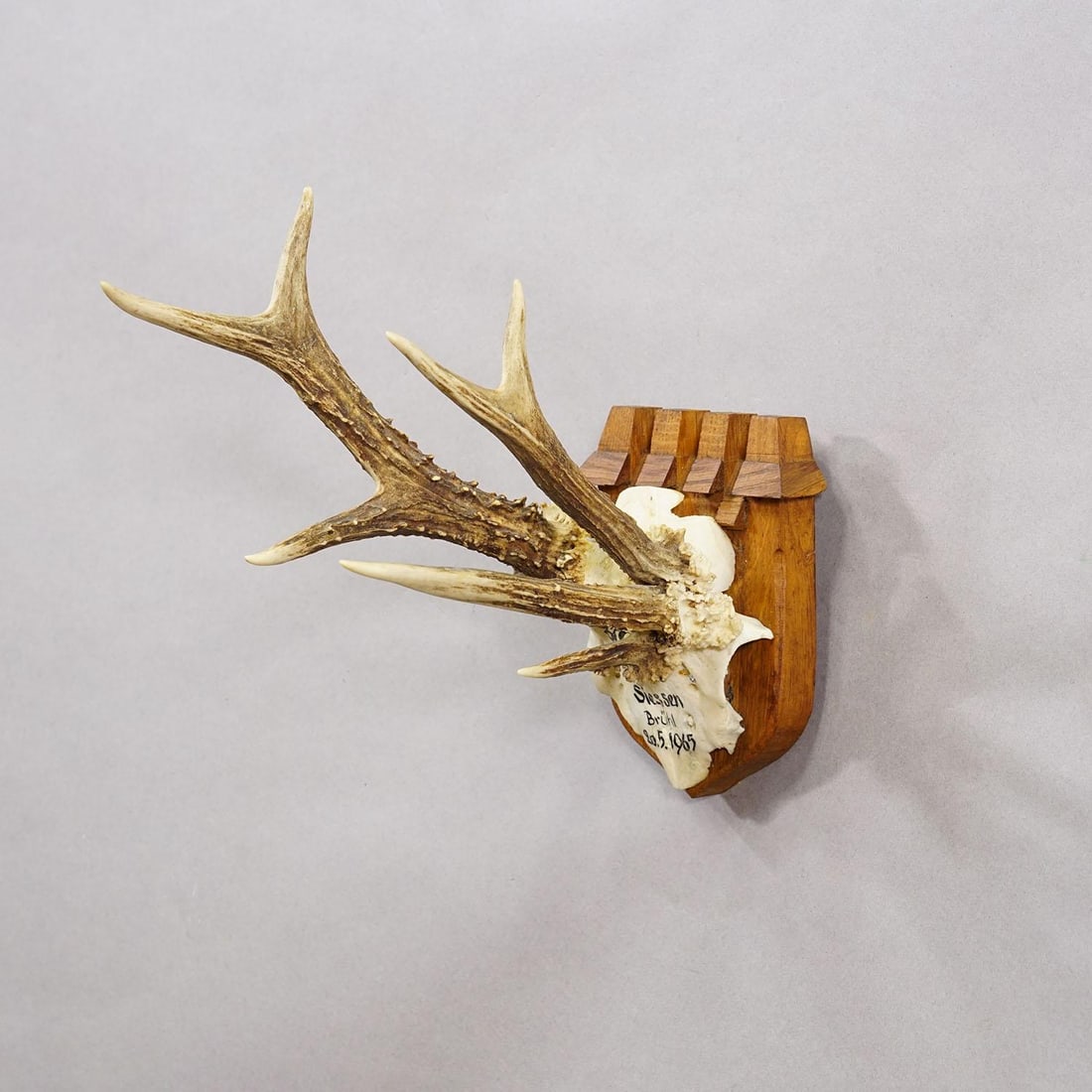Vintage Red Deer Trophy by Franz Joseph, Prince of Thurn and Taxis, 1965 - 3